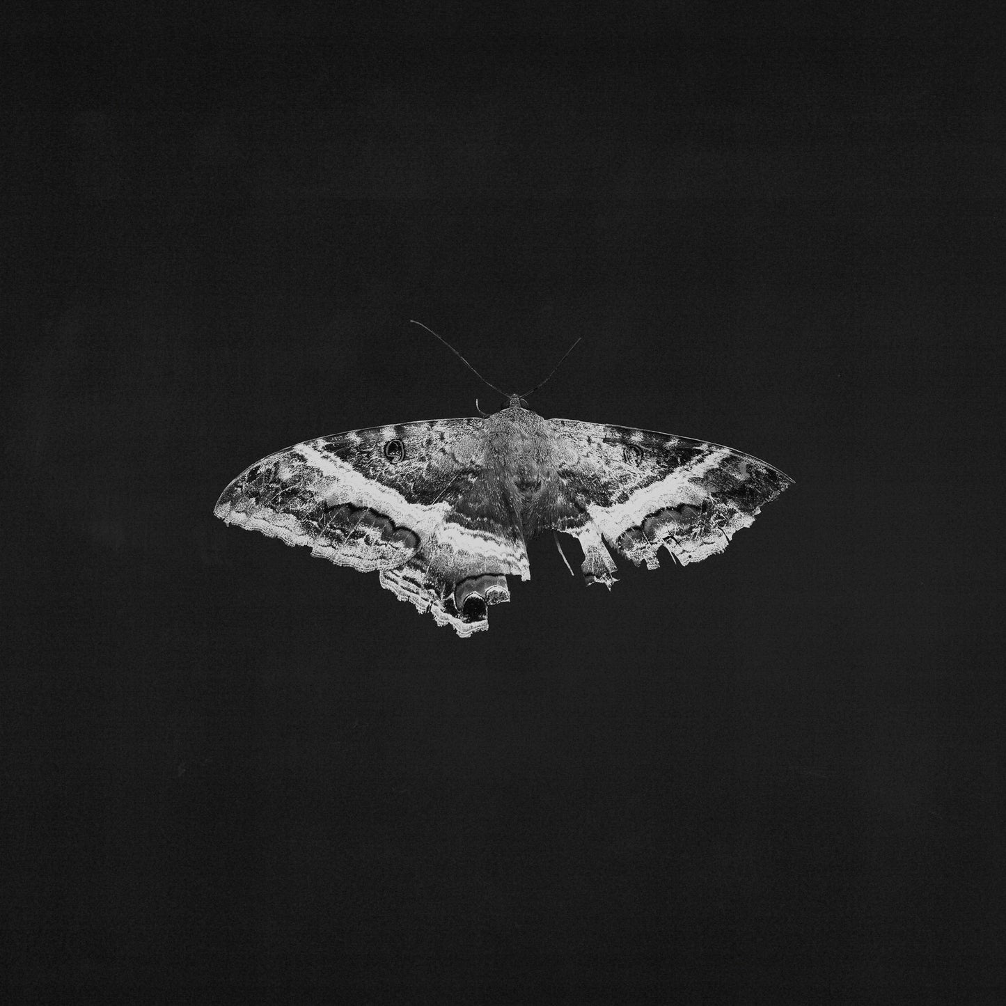 Kendrick Lamar - To Pimp A Butterfly (10th Anniversary) - Indie LP