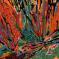 PRE-ORDER: Akusmi "Terra Incognita" LP