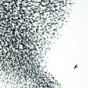 Wilco/Sky Blue Sky (Sky Blue Vinyl) [LP]