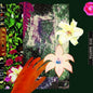 Dos Santos/City of Mirrors (Indie Exclusive "Azucena Dreams" Vinyl) [LP]