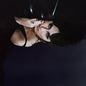 Roy, Ariane/Dogue [LP]