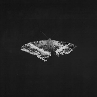 Kendrick Lamar - To Pimp A Butterfly (10th Anniversary) - Indie LP